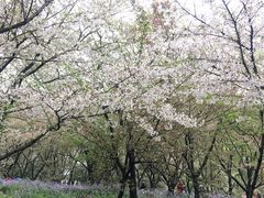 -武汉大学-樱园