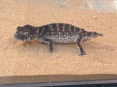 -中环花鸟鱼虫市场