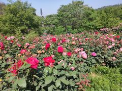 -黄陂区野村谷景区