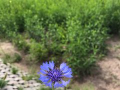 -木兰围场