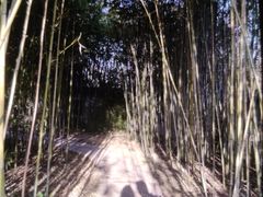 -郑州植物园