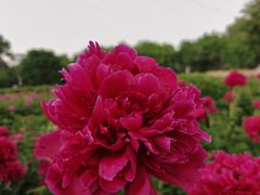 -黑龙江省森林植物园