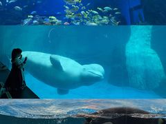 -海合安武汉极地海洋公园