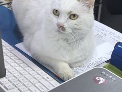 -纳吉亚猫专科动物医院·北北分院