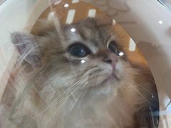 -萌兽医馆·宠物医院·猫骨科(创景店)