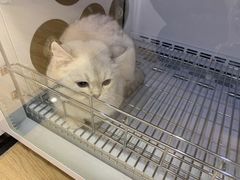 -佐罗家宠物馆·猫文化馆(紫霞路店)