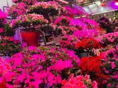 -花鸟鱼虫鲜花绿植市场(玉泉路店)