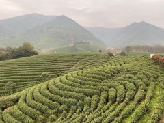 -帐篷客·溪龙茶谷度假酒店