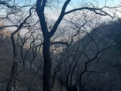 -北京鹫峰国家森林公园