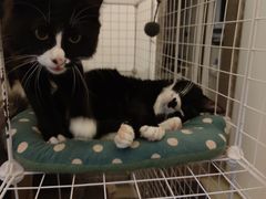 -荔康动物医院(康王北路店)