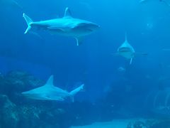 -新加坡海洋生态馆
