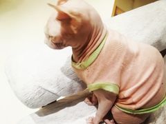 -藏猫猫咖啡主题馆(中央大道店)