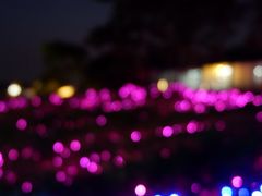 -大塘金香草谷