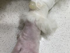 -艾吉宠物医院·疑难杂症转诊中心·猫友好(碧江路院)
