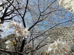 -高东镇樱花园