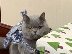 -美联众合动物医院(·中兽医·疑难杂症·严家桥分院)