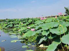 -荷塘月色湿地公园·向阳花洲
