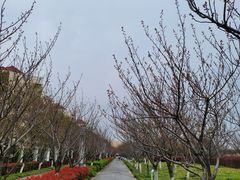 -高东镇樱花园