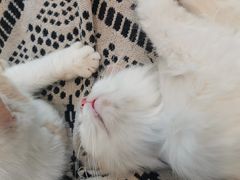 -平行世界·猫咖(首经贸店)