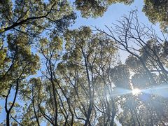 -上海共青森林公园