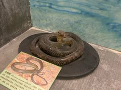 -下渚湖国家湿地公园科普馆