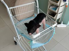 -怪兽屋·羊驼·猫咖·狗咖(俊华广场店)