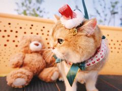 -三圣花乡旅游区