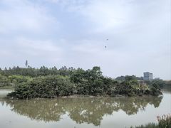 -广东花都湖国家湿地公园
