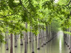 -泗洪洪泽湖湿地景区