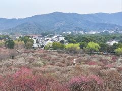 -香雪海