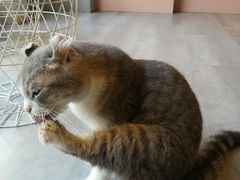 -猫儿山۰猫主题餐厅