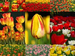 -北京国际鲜花港