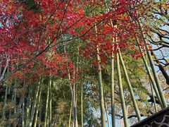 -秋霞圃