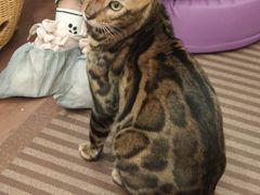 -MOCHA明星猫咖(田子坊店)