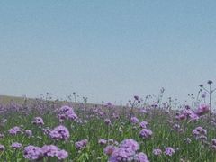 -光明小镇欢乐田园