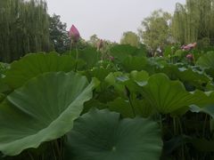 -莲湖公园