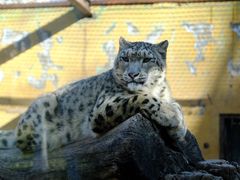 -青藏高原野生动物园