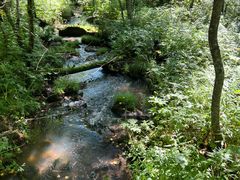 -五营红松林海景区