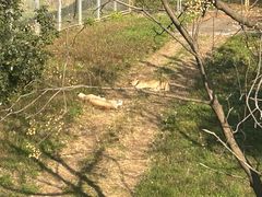 -合肥野生动物园