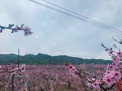 -河口景区