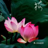 洪湖公园拍荷花之「夏雨荷」没有雨💦💦💦