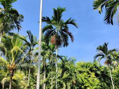 -中国科学院西双版纳热带植物园