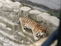 -大连森林动物园