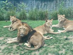 -北京野生动物园