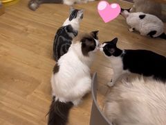-有喵·猫咖·狗咖·30几只猫10只小狗(岗厦店)