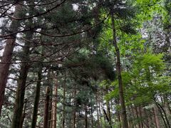 -庐山风景区花径公园
