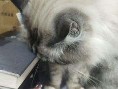 -喵的天空名猫咖啡馆·撸猫·猫舍·用品