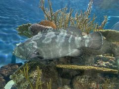 -上海海洋水族馆