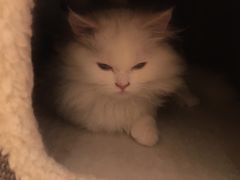 -猫腻·猫咖·撸猫馆(星光大道店)