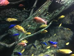 -暹罗海洋世界